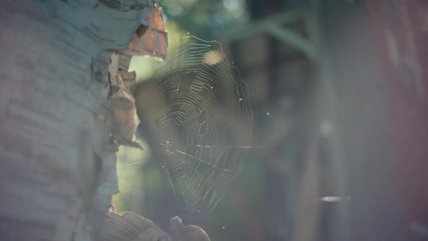 A large spiderweb stretches across a broken windowpane catching the light from outside