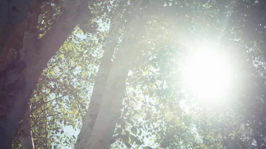 A clip of a tree in the woods