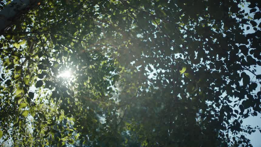Golden sunlight filters through a canopy of lush green leaves casting dappled shadows on the forest floor