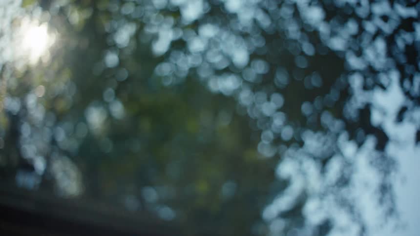 Several green leaves of a tree moving with the wind and the image is all blurred