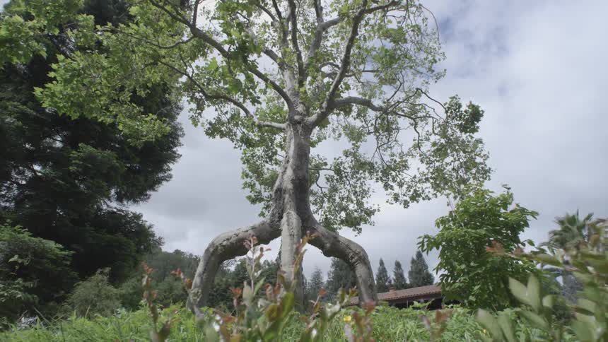 Unique looking tree against a cloudy sky