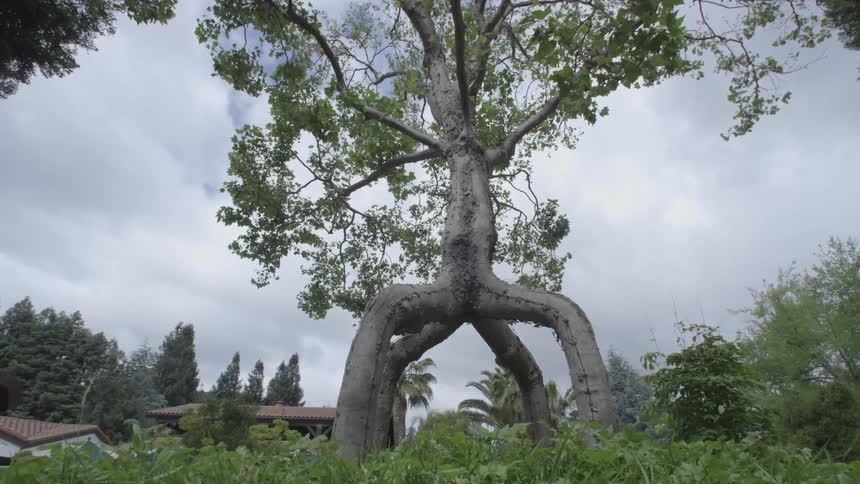 An odd tree shaped with what looks like legs bowed out