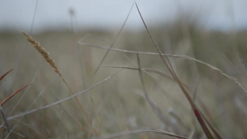 Field grass and wheat blow in the wind