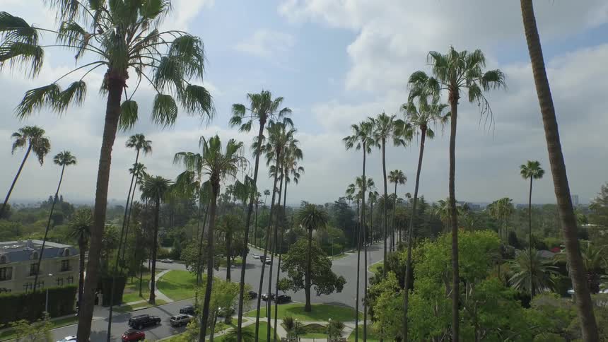 Tall palm trees on a city street in the day time