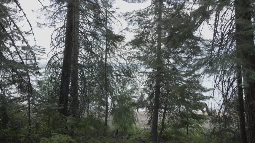 A view of some trees that is next to a coast where people are riding horses on the beach