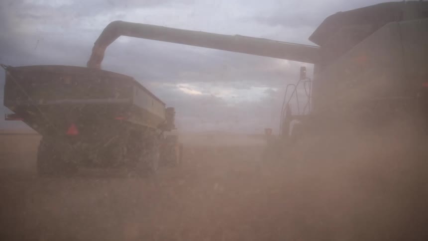 Harvester collecting grain and dumping it into a tractor
