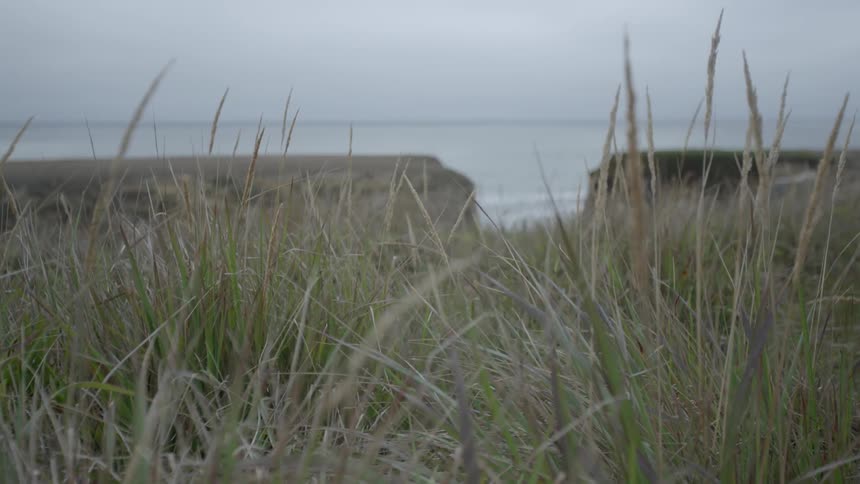 A close up view of some grass at the coast or shore of a body of water