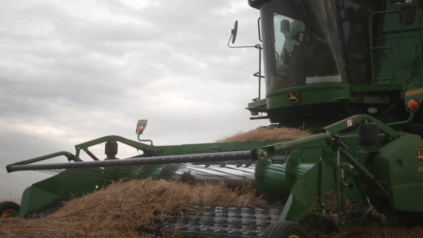 A green agricultural machine collecting beige vegetation with a rotating tool in front