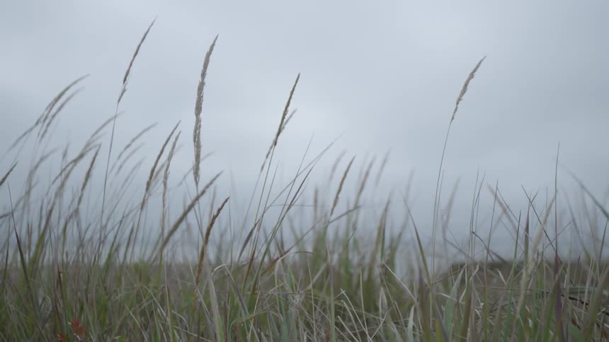 Stalks of grass are swaying in the breeze during the day