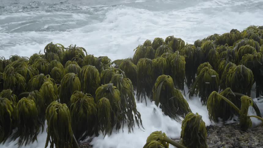 Waves crash onto a beach covered with droopy green plants