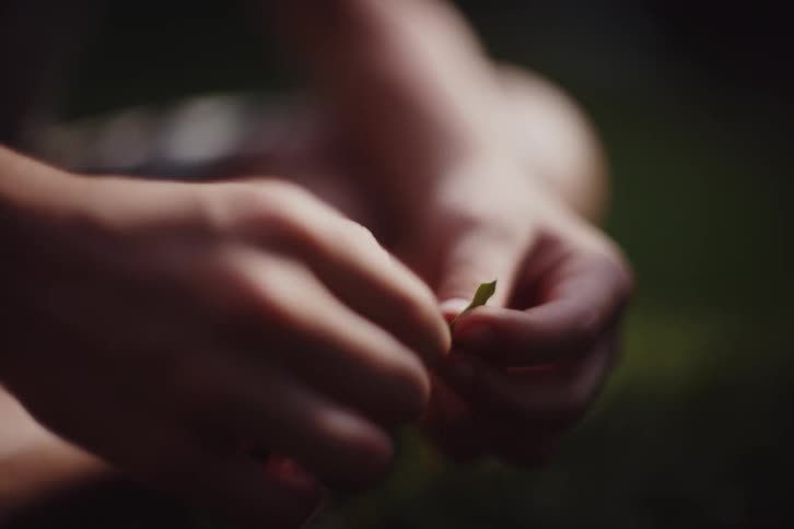 Close up hands examine and manipulate a small green leaf on the ground