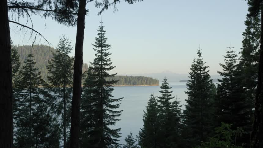 Pine trees overlook a coastline in a forested area