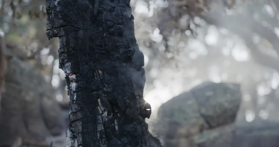 Smoke rises from the burnt remains of a tree trunk in the forest after a wildfire