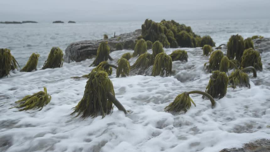 The tide washes over plants or kelp during the day