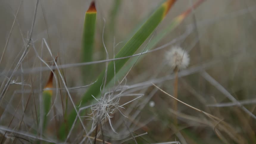Dead grass bristles in the breeze