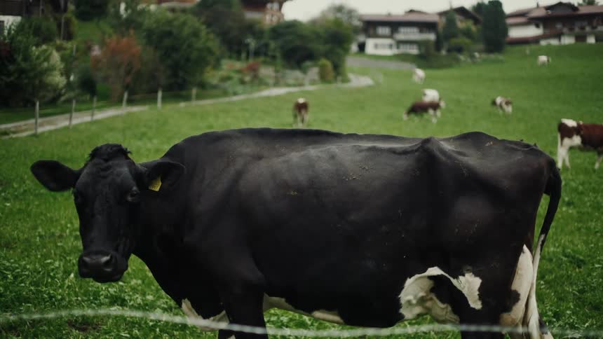 Cattle grazing in a grassland near a neighborhood on a cloudy summer day