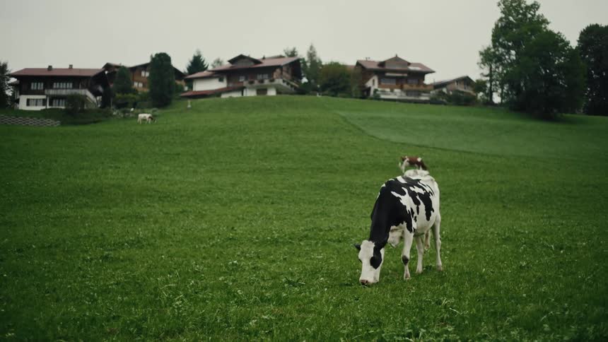 Cows in a pasture with houses in the background