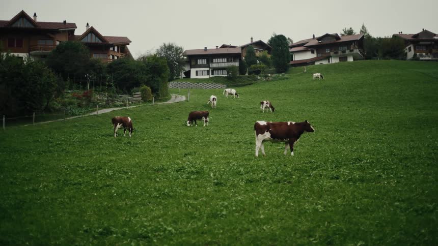 Cattle grazing in a grassland near a housing community on a cloudy summer day