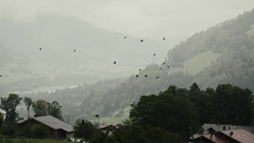 A clip of birds flying in the sky