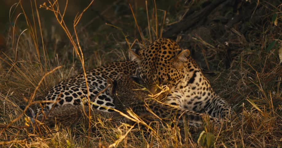 A leopard bathes her kittens while they nurse in the wild