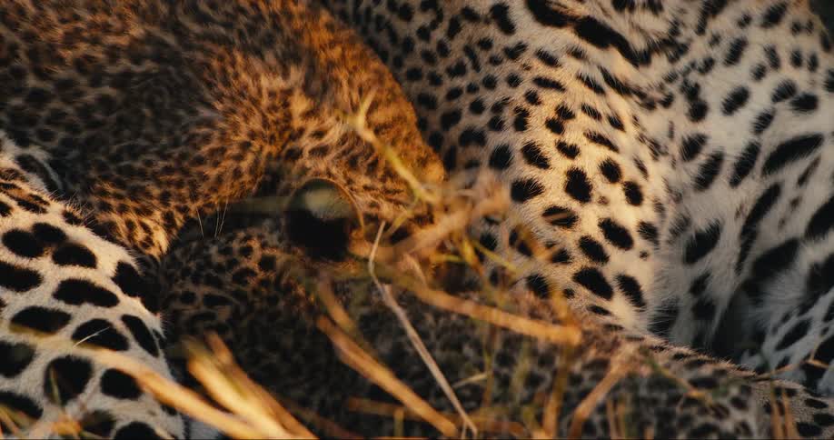 Two leopard cubs suckling their mother