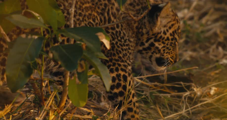 Cheetah walks in the yellow grass before laying down
