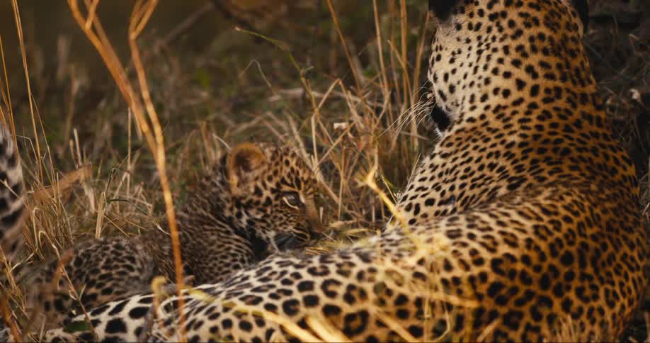 Mother leopard play fights with her cub while lying on the grass