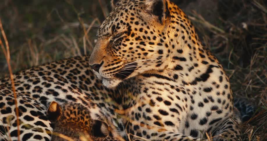 Two leopard cubs suckling their mother