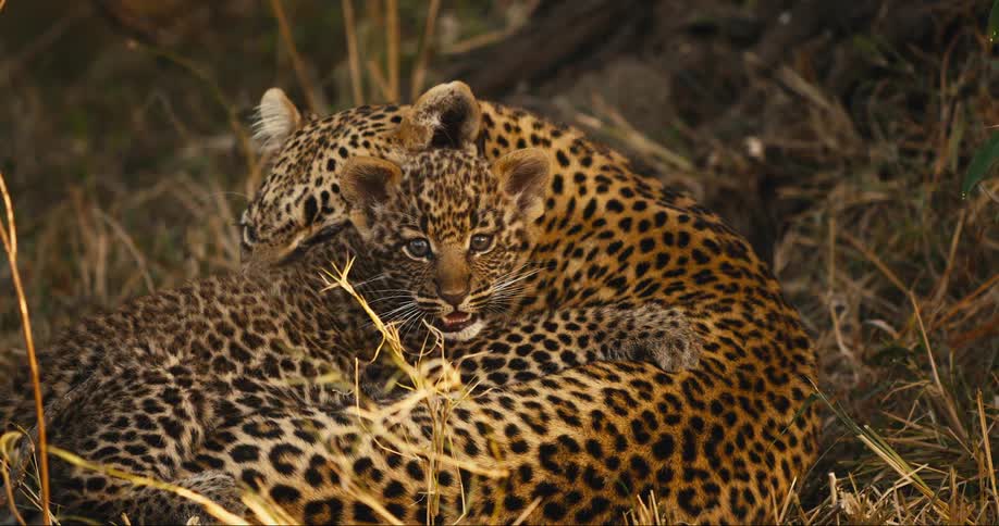 Leopard cub playfully attacks its mother while she lies on the grass in a field