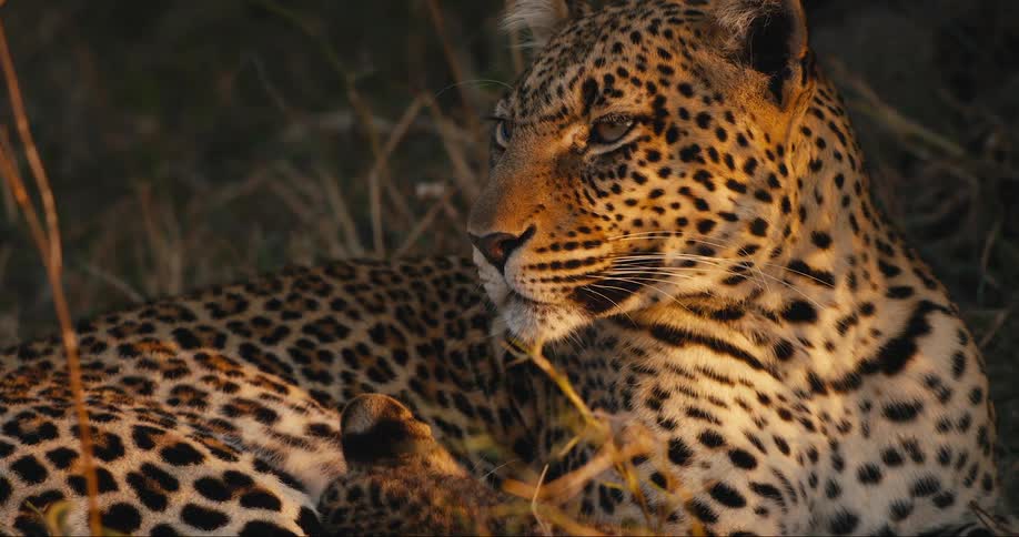 Leopard lying down in the jungle