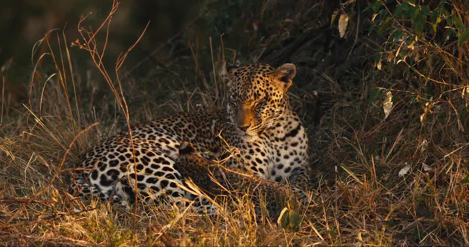 A leopard cub suckling its mother