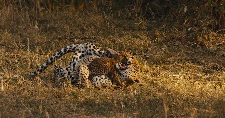 Two leopards wrestling in the grass in the sunlight