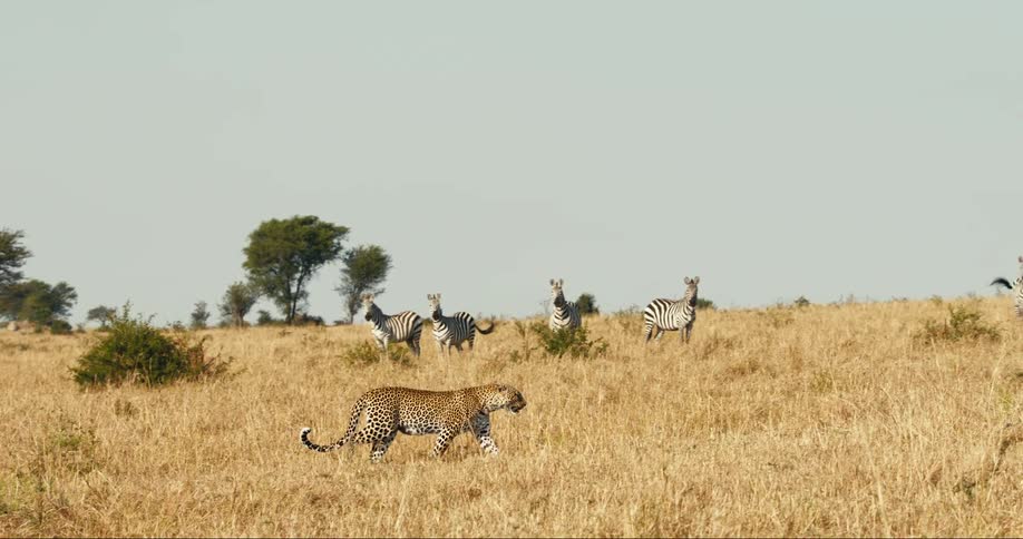 A leopard walking on the beige grass of a savannah where there are some zebras behind looking at her as she walks