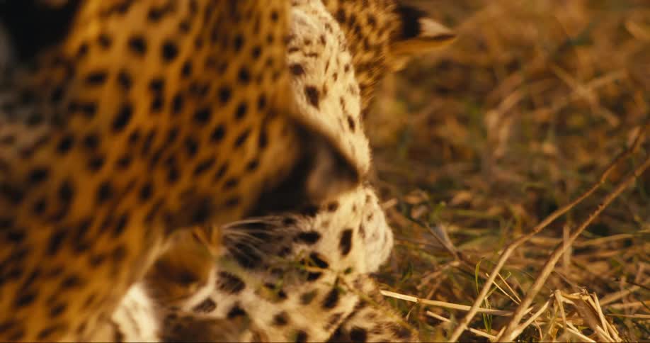 A closeup of a family of leopards playing in the grass