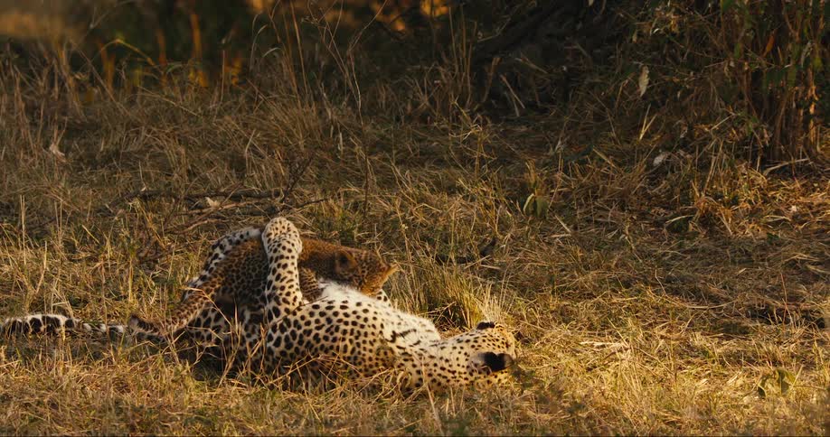 Leopard cub running and playing with mother