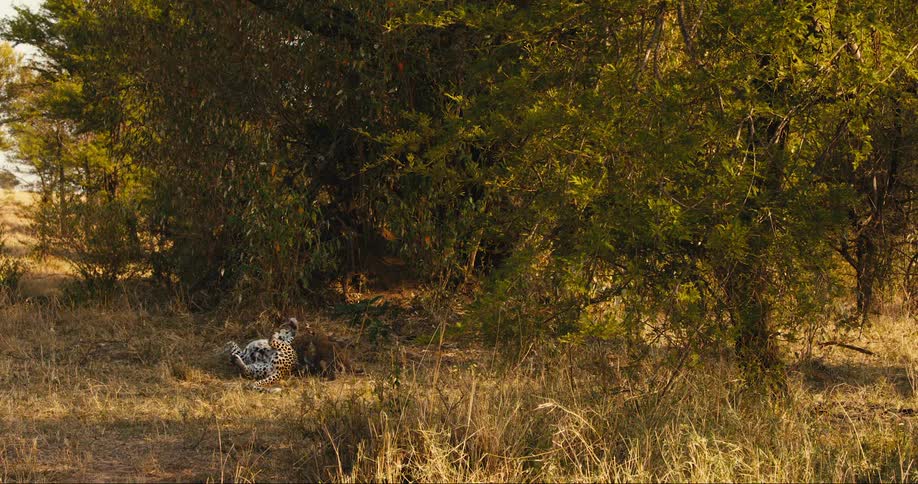 A clip a wild big cat playing with the cubs