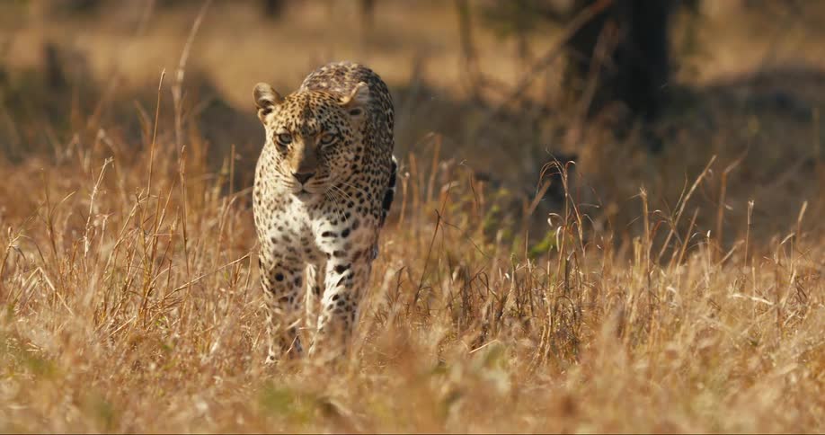A leopard walks through tall dry grass in a natural setting