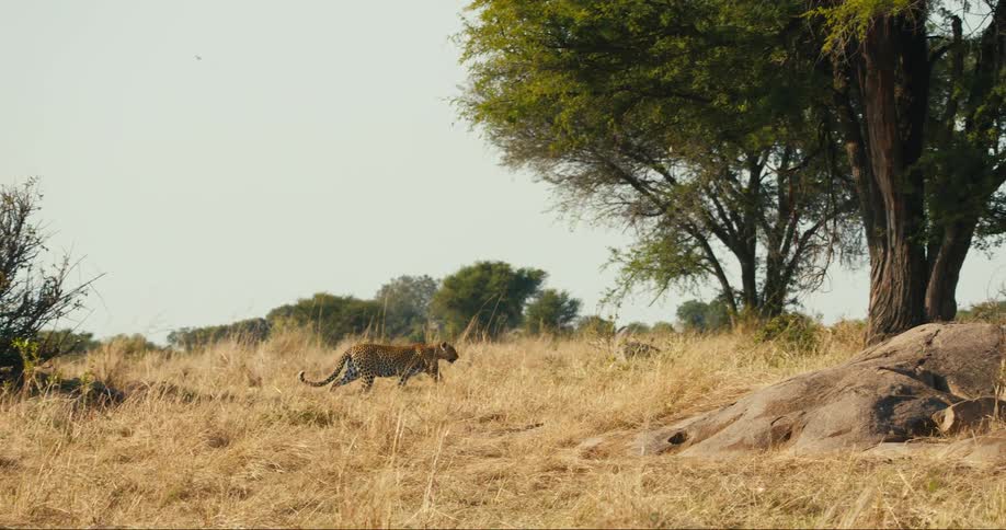 Jaguar walking through the jungle during the day