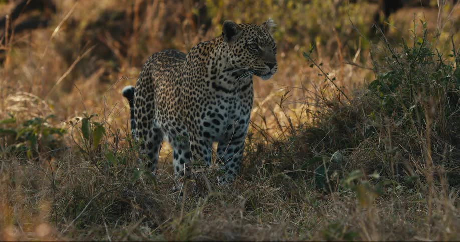 A leopard is walking around the safari