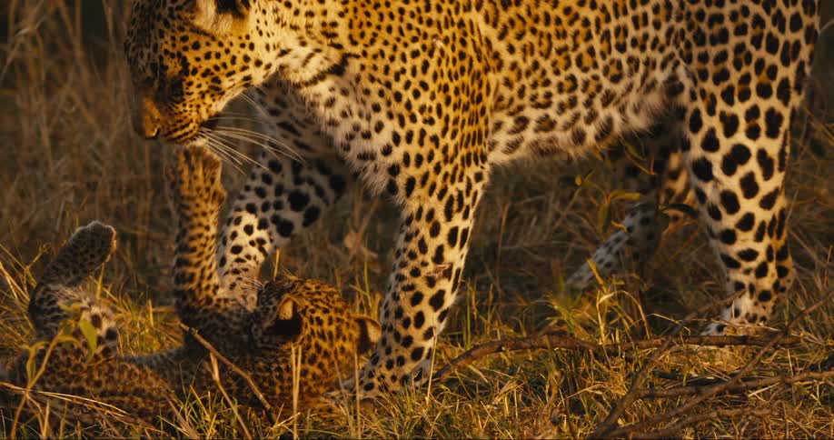 Baby leopard falls onto its side and takes several swats at its mother