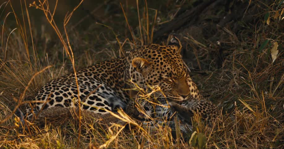 Leopard lying on leaves in the jungle licking her cub