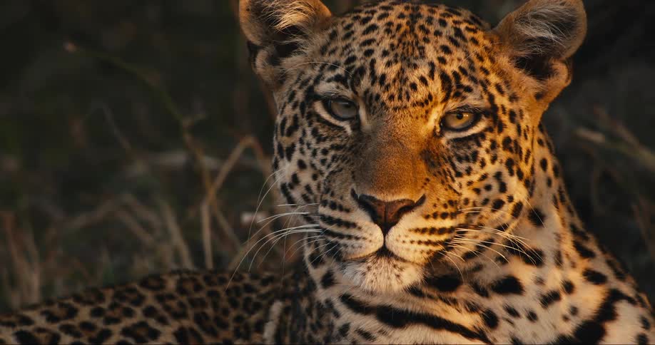Closeup of a leopard resting in the tall grass its intense gaze fixed on something in the distance