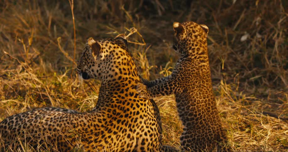 A leopard cub interacts with a larger leopard both spotted with gold and brown in a grassy area likely at sunset