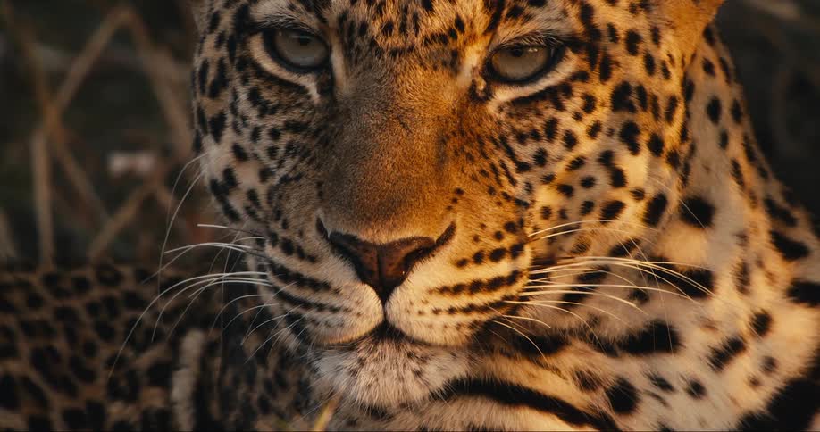 Closeup of a leopard face