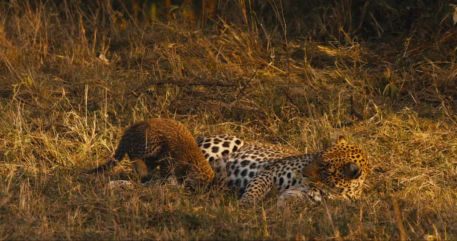 Leopard cub playing and lying down next to its mother in the wild
