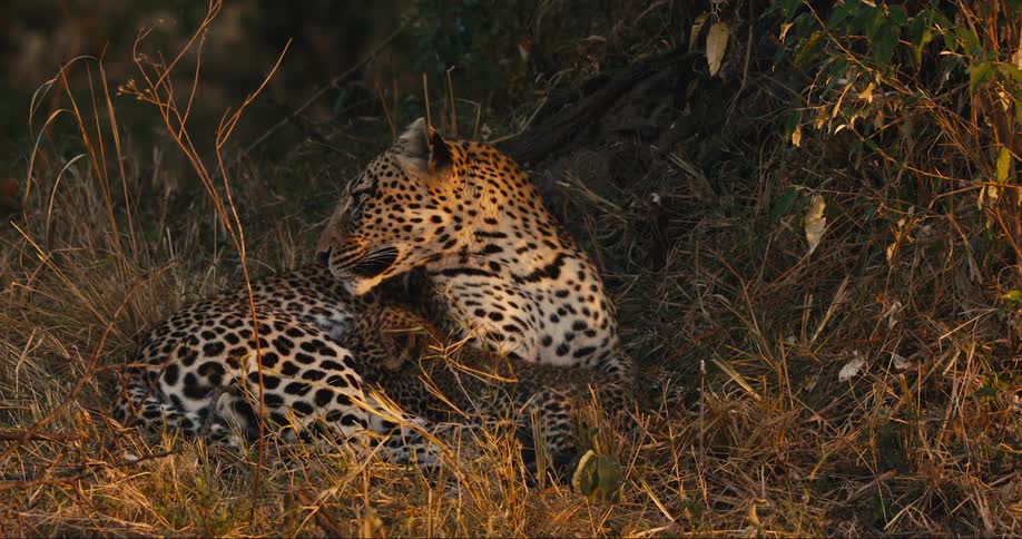 Two leopard cubs suckling their mother