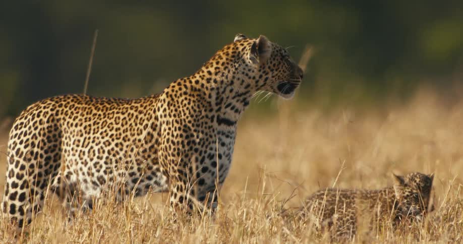 Adult leopard with a cub in the wild