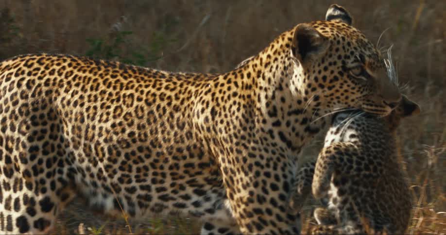 Leopard carrying cub in its mouth in the jungle