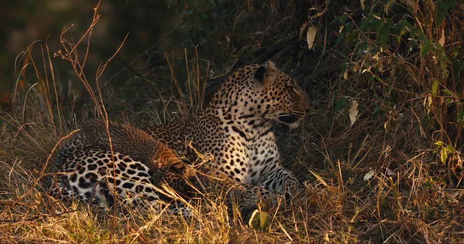 Jaguar with cubs lying in jungle grass