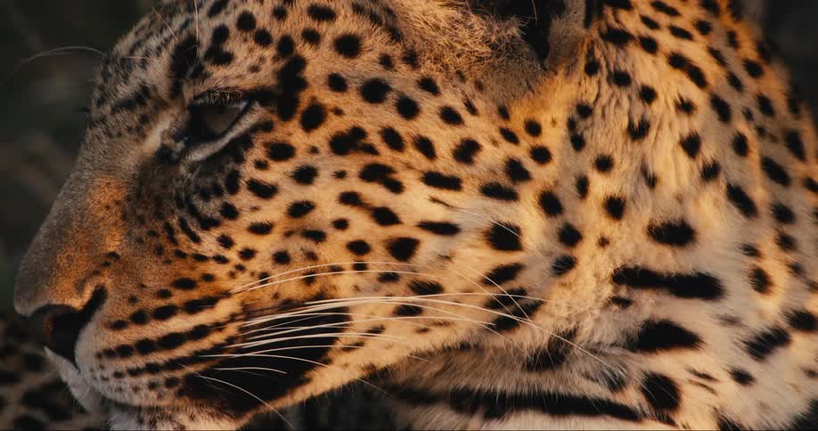 Close up side profile of a leopard winking